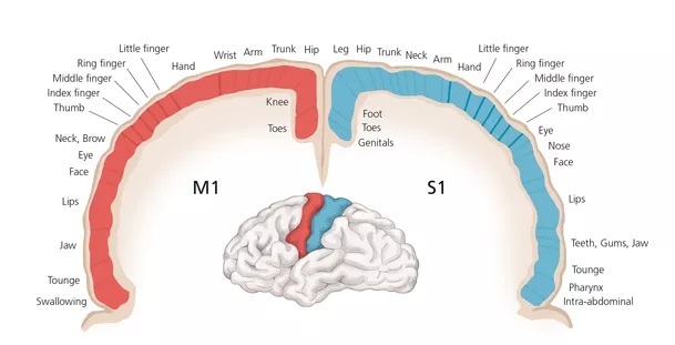An illustration of a brain partially encircled by a diagram showing where different parts of the body are represented.