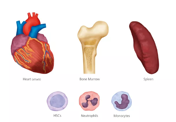 Illustrations of a heart, part of a bone, a spleen and three types of cells.