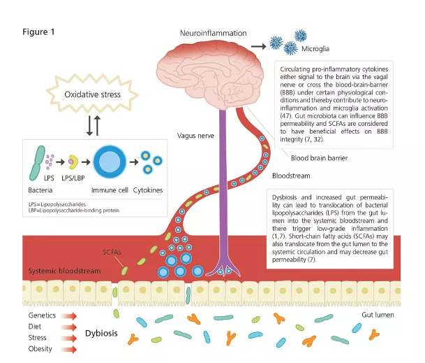Diagram showing a brain and different causes of inflammation.